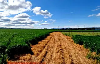Парцел в София, Божурище