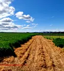 Парцел в София, Божурище