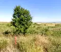 Снимка 3 — Парцел в София, Божурище