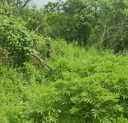 Photo 2 — Plot in област София, Ботев