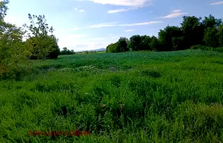 Парцел в София, Елин Пелин