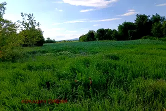 Парцел в София, Елин Пелин