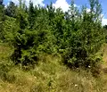 Снимка 3 — Парцел в София, Костинброд