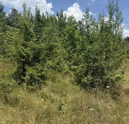 Photo 3 — Plot in област София, Kostinbrod