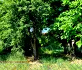 Снимка 2 — Парцел в София, Самоков