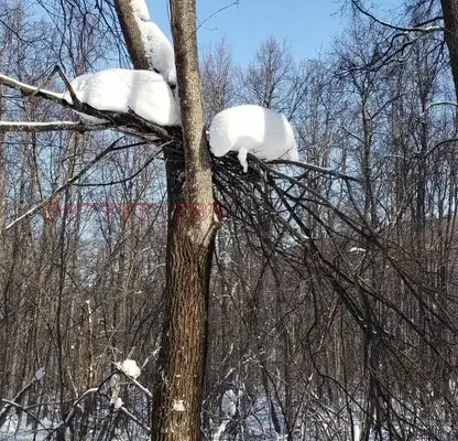 Photo 3 — Plot in област София, Chavdar
