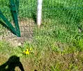 Снимка 4 — Парцел в София, с. Лесново