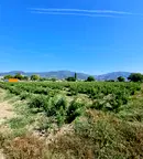 Парцел в Стара Загора, Крън