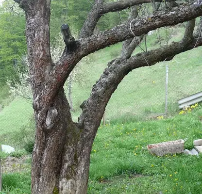 Photo 2 — Plot in Oblast Stara Zagora, Borushtica