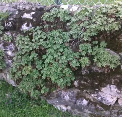 Photo 4 — Plot in Oblast Stara Zagora, Borushtica