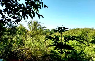 Парцел в Стара Загора, с. Бяло поле
