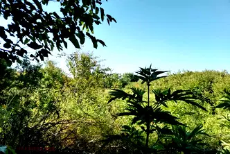 Парцел в Стара Загора, с. Бяло поле