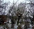 Снимка 5 — Парцел в Стара Загора, с. Калояновец