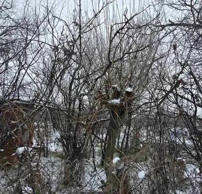 Photo 5 — Plot in Oblast Stara Zagora, Kaloyanovec