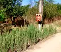 Снимка 4 — Парцел в Стара Загора, с. Коларово