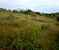 Снимка 4 — Парцел в Стара Загора, с. Малка Верея