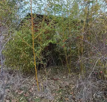 Снимка 4 — Парцел в Стара Загора, с. Малко Тръново