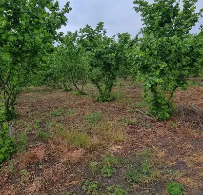 Photo 2 — Plot in Oblast Stara Zagora, Pystren