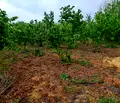 Снимка 5 — Парцел в Стара Загора, с. Пъстрен