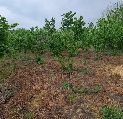 Photo 5 — Plot in Oblast Stara Zagora, Pystren