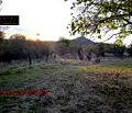 Снимка 2 — Парцел в Стара Загора, с. Пъстрово