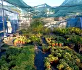 Снимка 3 — Парцел в Стара Загора, с. Сърнево