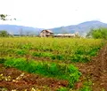 Снимка 2 — Парцел в Стара Загора, с. Тъжа