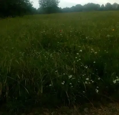 Photo 5 — Plot in Oblast Tyrgovishte, Lyubichevo