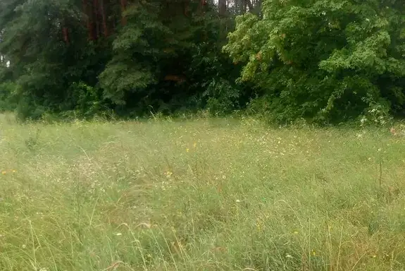 Plot in Oblast Tyrgovishte, Lyubichevo