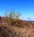 Парцел във Варна, Бяла
