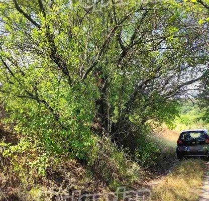 Photo 5 — Plot in Oblast Varna, Ignatievo