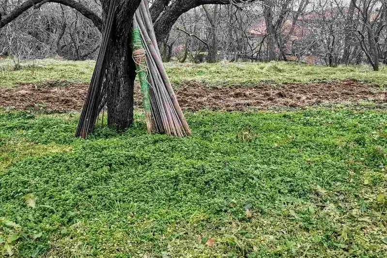Plot in Oblast Varna, Bliznaci