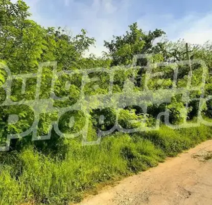 Photo 3 — Plot in Oblast Varna, Debelec