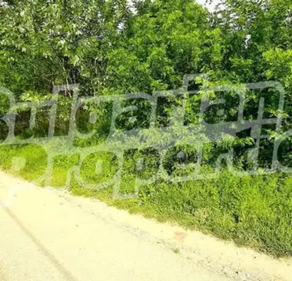 Photo 4 — Plot in Oblast Varna, Debelec