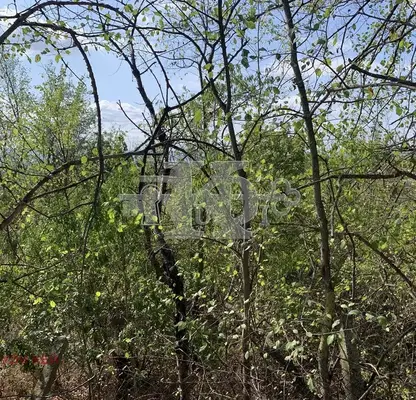 Снимка 4 — Парцел във Варна, с. Доброглед