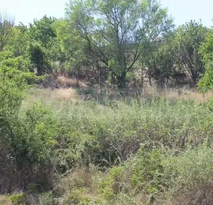 Photo 3 — Plot in Oblast Varna, General Kantardjievo