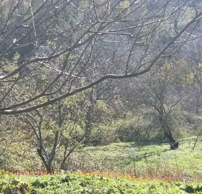 Photo 4 — Plot in Oblast Varna, Kichevo
