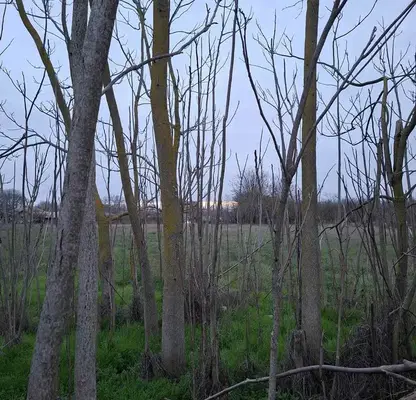 Photo 2 — Plot in Oblast Varna, Vetrino