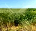 Снимка 2 — Парцел във Варна, с. Въглен