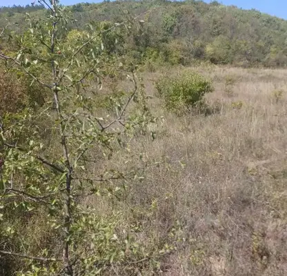 Photo 3 — Plot in Oblast Veliko Tyrnovo, Debelec