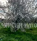 Парцел във Велико Търново, Лясковец