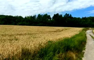 Парцел във Велико Търново, Лясковец