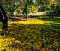 Снимка 4 — Парцел във Велико Търново, Стражица