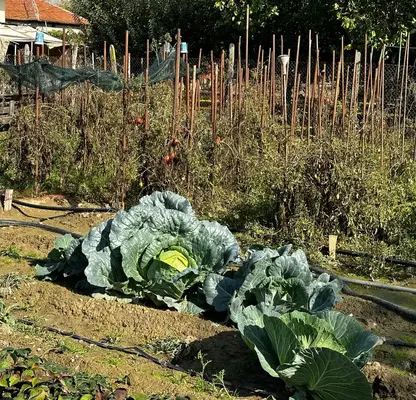 Photo 5 — Plot in Veliko Tyrnovo, Strajica