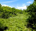 Снимка 5 — Парцел във Велико Търново, с. Арбанаси