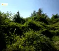 Снимка 5 — Парцел във Велико Търново, с. Джулюница