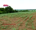 Снимка 4 — Парцел във Велико Търново, с. Хотница