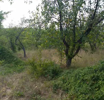 Снимка 4 — Парцел във Велико Търново, с. Къпиново