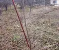 Снимка 3 — Парцел във Велико Търново, с. Леденик