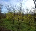 Снимка 4 — Парцел във Велико Търново, с. Обединение
